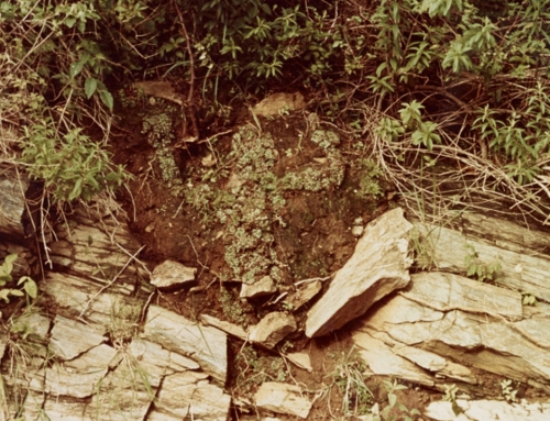 ANA MENDIETA