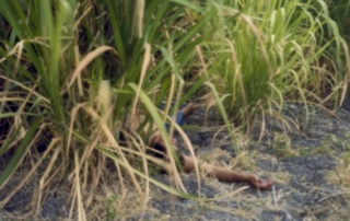 Serie Apostillas, 2010-2012. Mina Bárcenas.